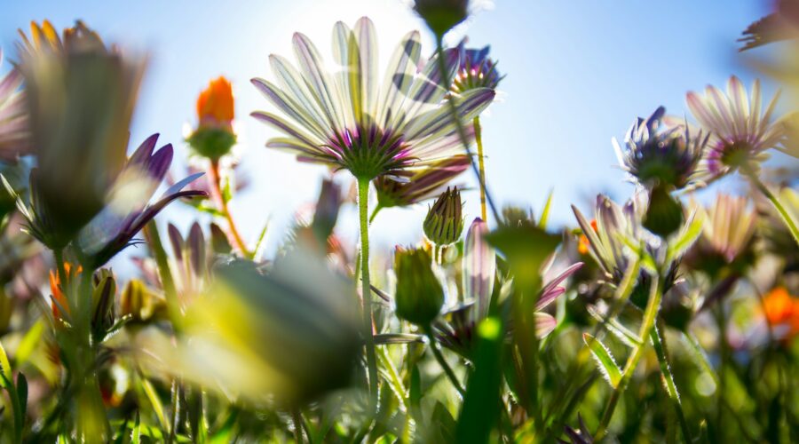 assorted flowers bursting toward the sun