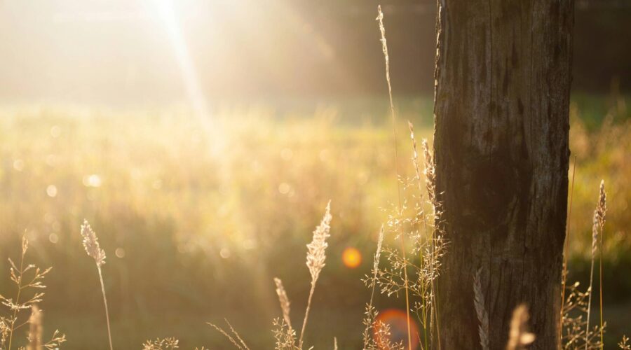 sunshine on a field