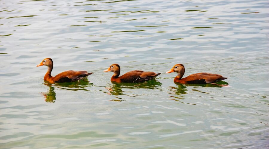 three ducks swimming