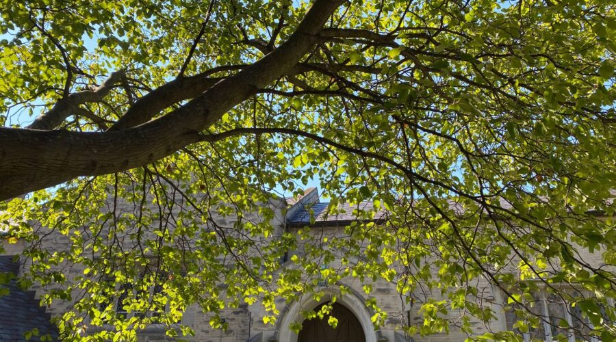 a photo from under a tree with a view of the church's education wing and the top of the chapel door.