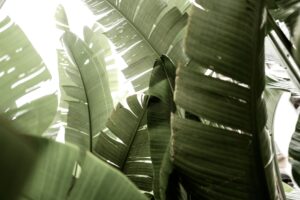 leafy palms