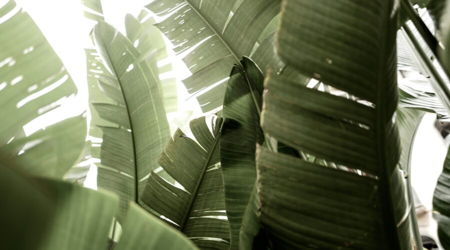 leafy palms