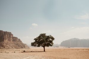 tree in desert