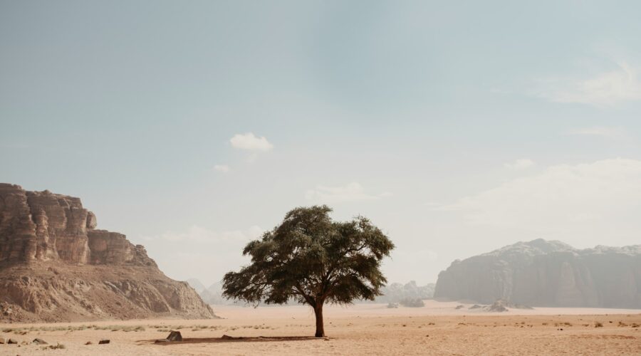 tree in desert