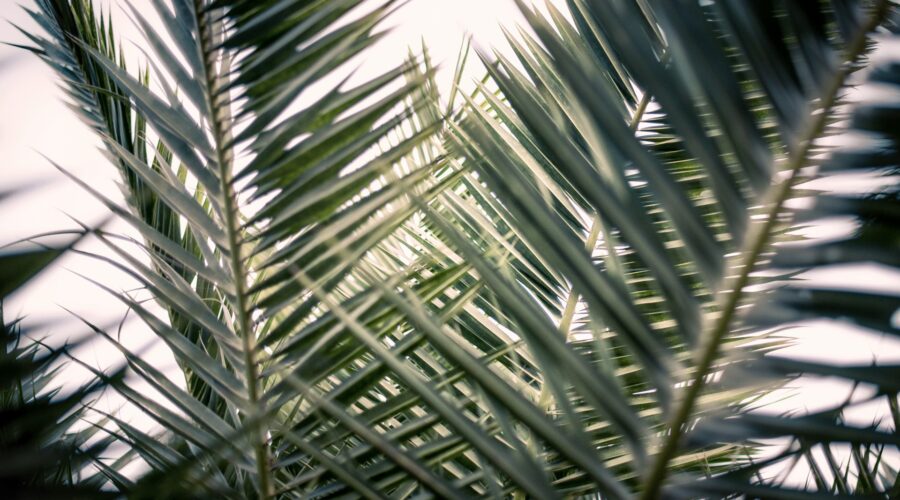 palms