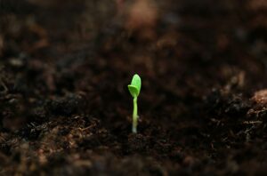a seedling in soil