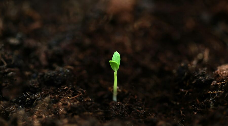 a seedling in soil