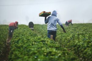 people working in a field