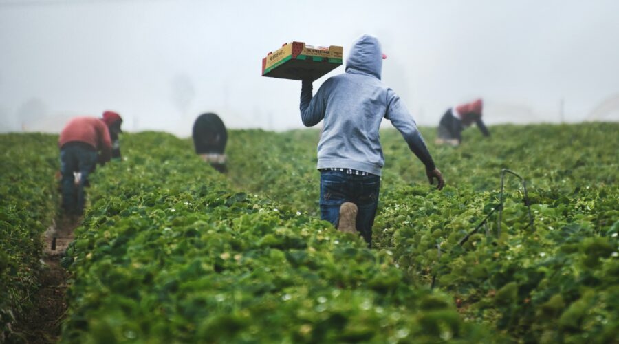 people working in a field