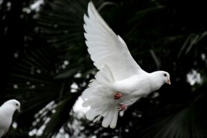 a dove flying
