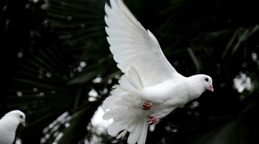 a dove flying