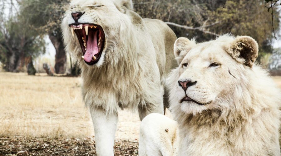 Two White Lions