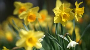 yellow daffodils