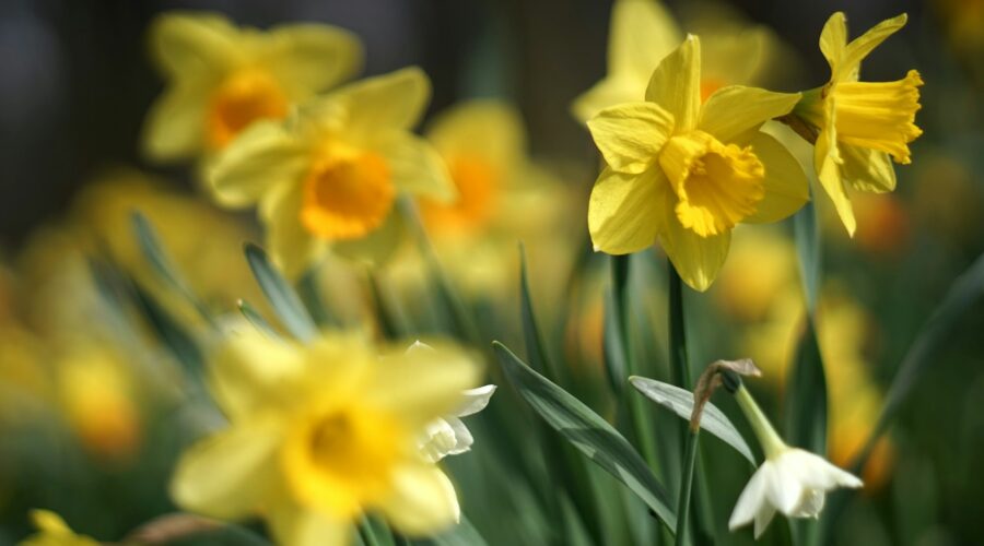yellow daffodils