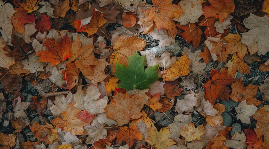 a photo of a green leaf on a bed of autumn leaves