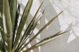 a photo of a palm branch against a white wall