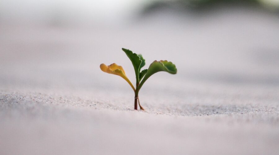 a photo of a seedling sprouting from the ground