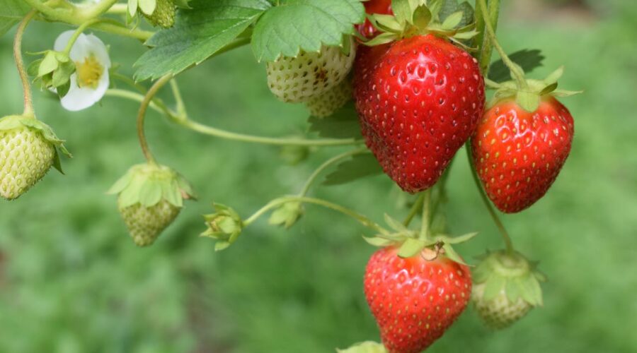 a photo of strawberries on a vine — some ripe and others not yet
