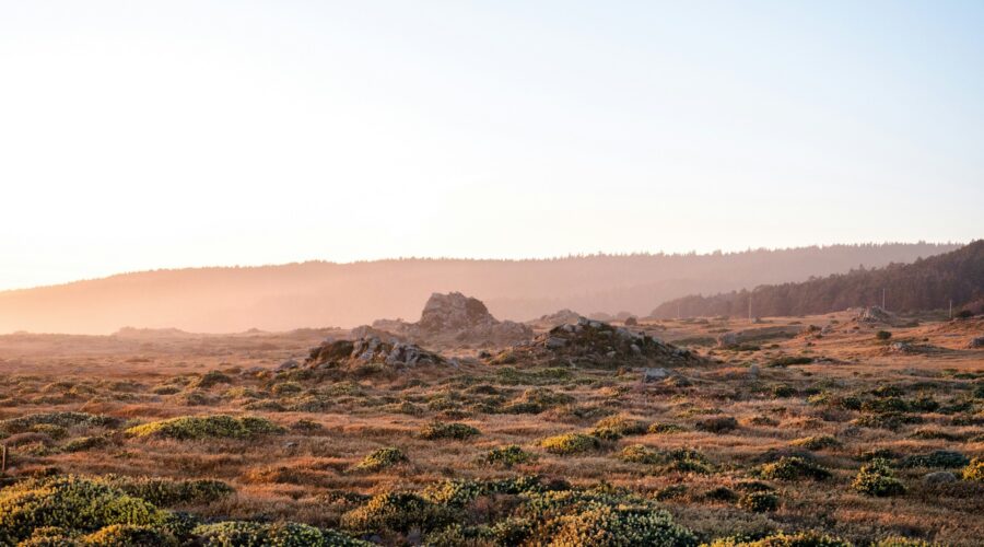 a photo of wilderness