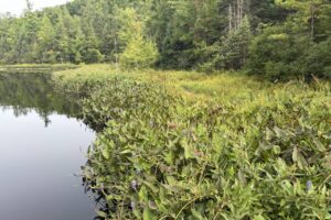 a photo of a "bog" in Alma Michigan