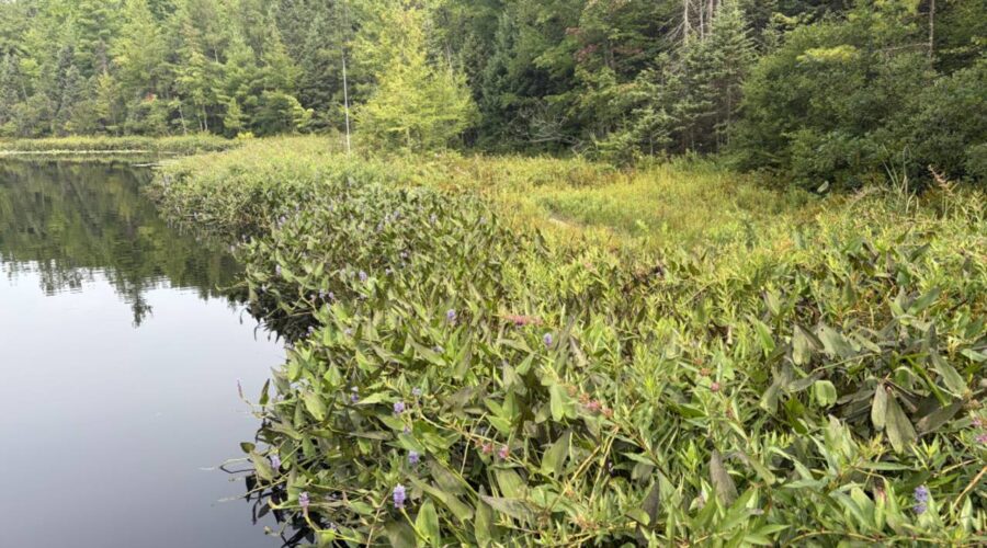 a photo of a "bog" in Alma Michigan